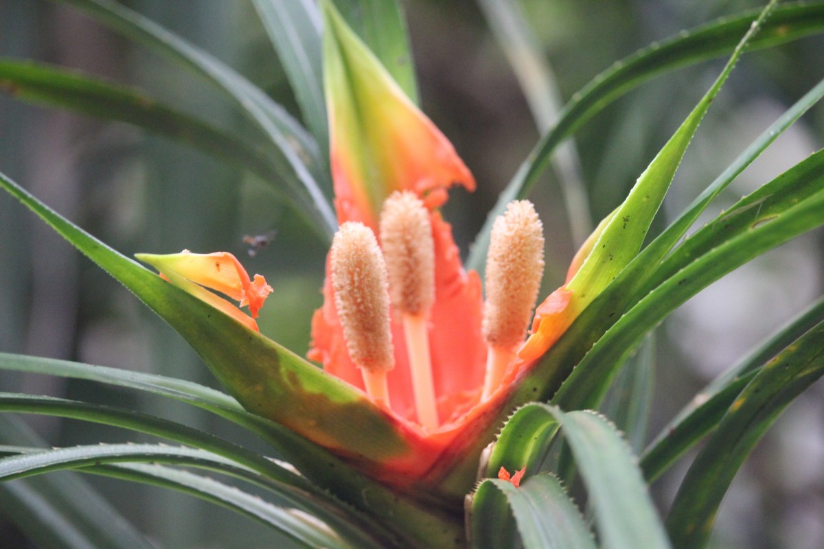 Freycinetia